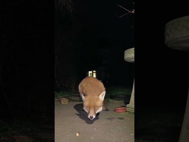 Mrs Fox Gekkering