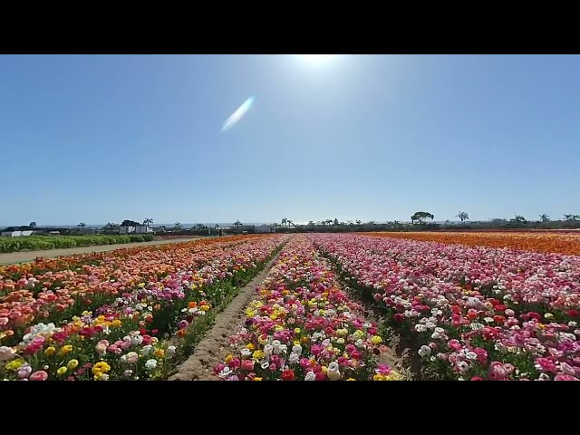 Carlsbad Flower Fields - Mixed Colors VR180