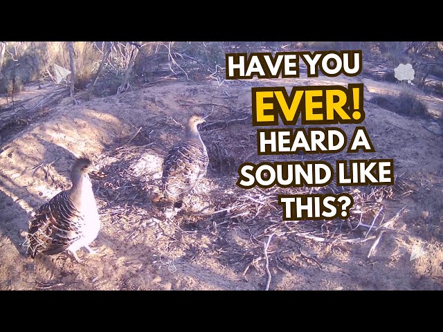 The AMAZING Call of the Mallee Fowl! PT.5