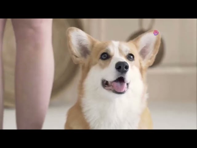 Top 10 Funny Corgi Pupy Dog Moments Compilation for pet lover