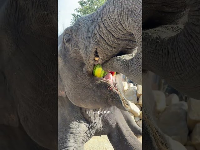 One bite of a big watermelon, eat it with relish, eat it all in one bite, series of elephants ea