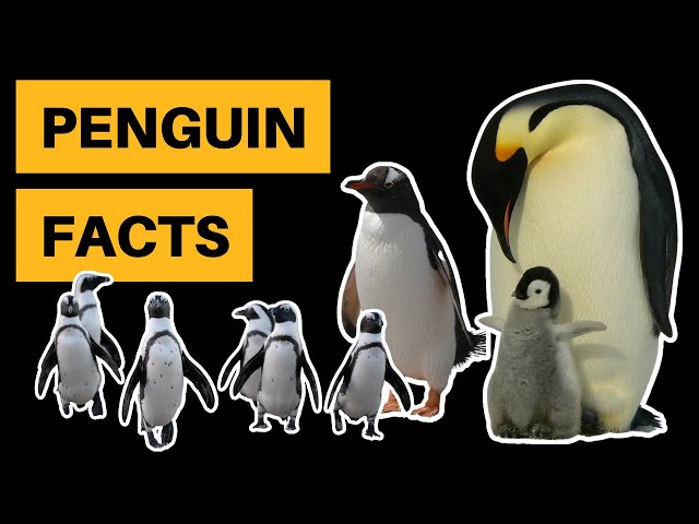 12 Interesting Penguin Facts [You Probably Don't Know These]