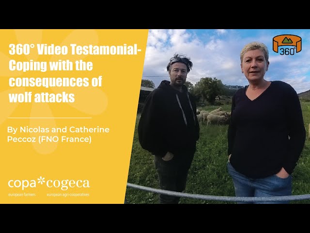 360° Video Testamonial - Coping with the consequences of wolf attacks by Nicolas/Catherine Peccoz