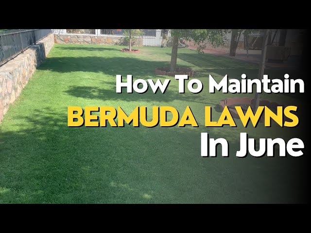 How To Maintain Bermuda Lawns In June