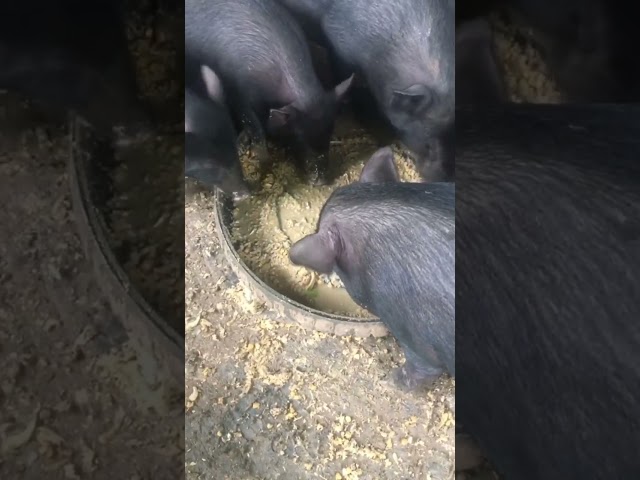 Raising wild boars in the middle of the green forest