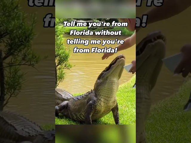 You Floridians are the goats ! #alligator #florida #animals #fyp