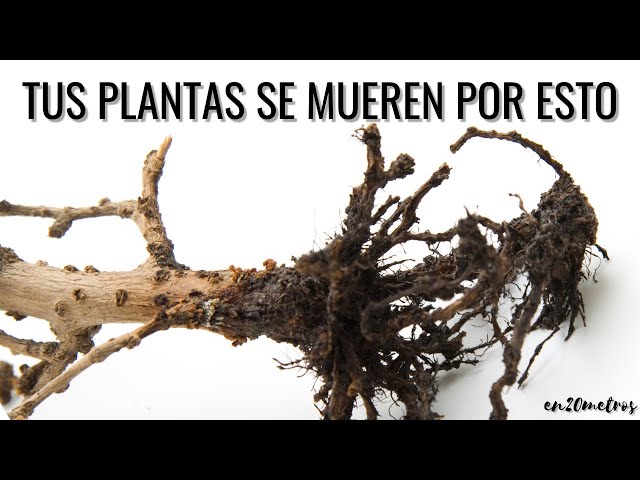 PLANTAS DE INTERIOR: cómo EVITAR QUE SE MUERAN, cuidados básicos en casa  || en20metros