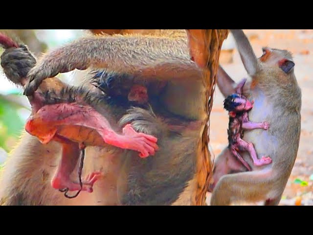 After long term pregnant period...Now mother hugging the newborn with carefully grooming and comfort