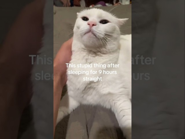 Funny animal videos I found on Instagram and Tiktok #shorts #funnyanimals #cat #funnypets #funny