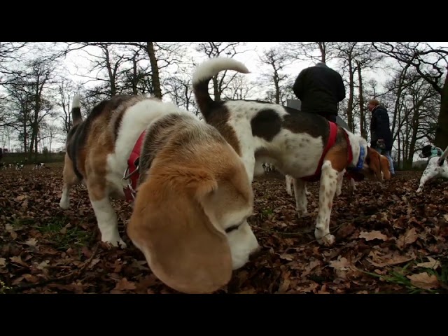 Cyprus Beagles Reunion 360