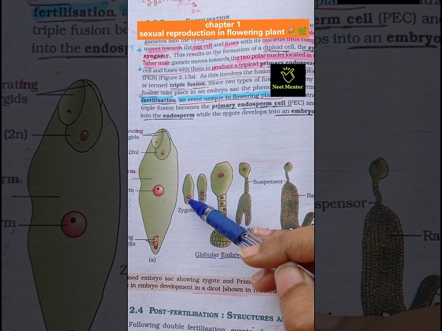 Stages of embryo || ncert imp diagram || flowering plant || class 12th || #ncert #biology #neet2025