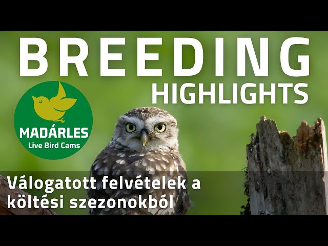 Highlights from previous breeding seasons