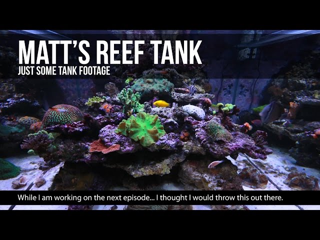 Matt's Reef Tank | Just Some Tank Clips