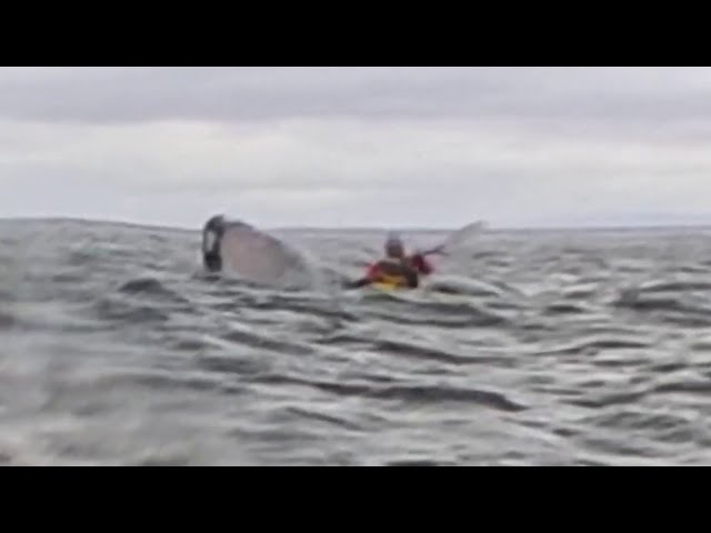 Man swallowed by humpback whale, survives to tell the tale