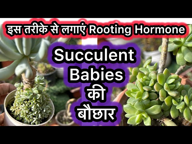 इस तरीके से लगाएं Rooting Hormone  |Succulent Babies की बौछार |