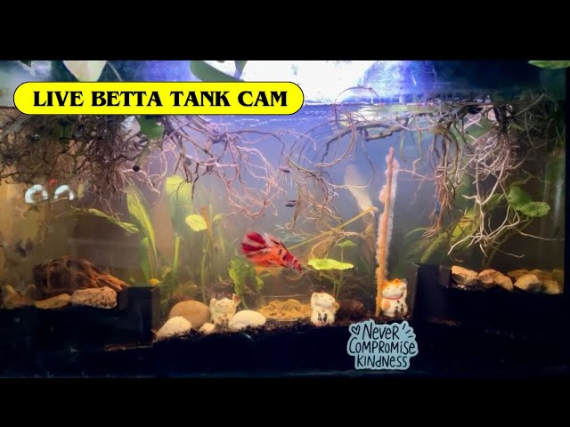 Live Aquarium🐟Tangerine Koi Betta, shrimps🦐 Trumpet Snails🐌Fish Tank Cam🐠No sound Relaxing video