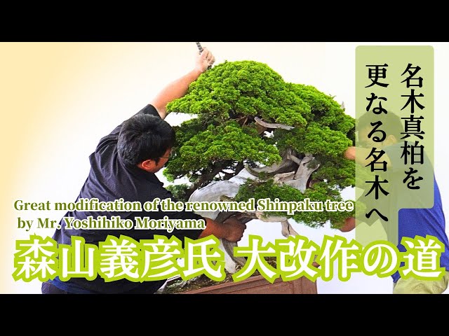 Large-scale Shinpaku bonsai re-creation by Mr. Yoshihiko Moriyama