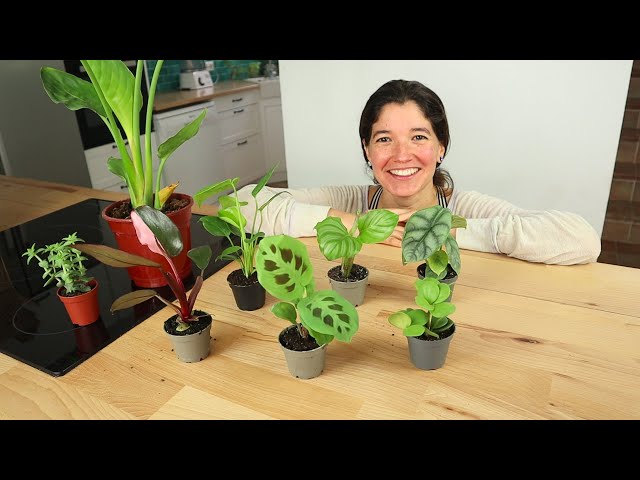 Unboxing de mini plantas y tips para comprar online (Mi primer video)