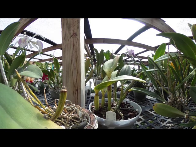 Orchid Haus 360 Degrees