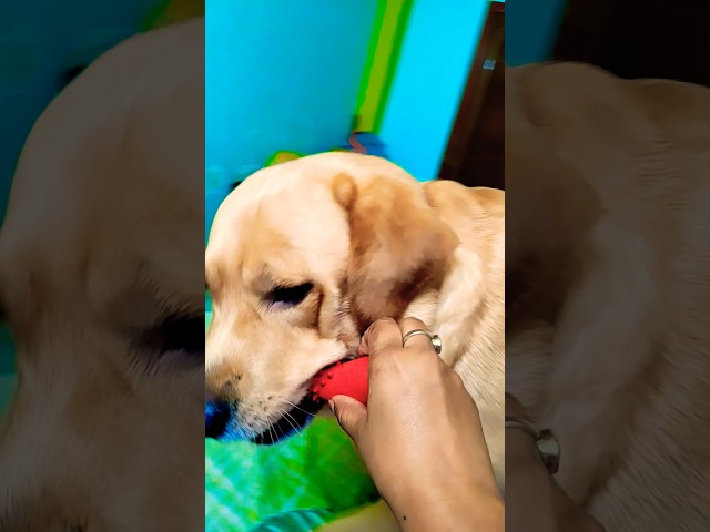 Nanha Guru 😍 #love #cute #song #music #trend #trending #coco #doglover #labrador #funny #dog #pets