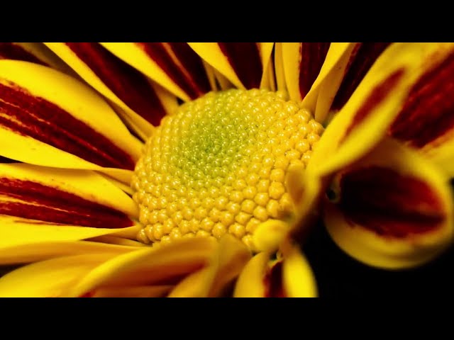 Blooming Flowers Time Lapse 4K | 7 Minutes Chill-Out | Classical Music