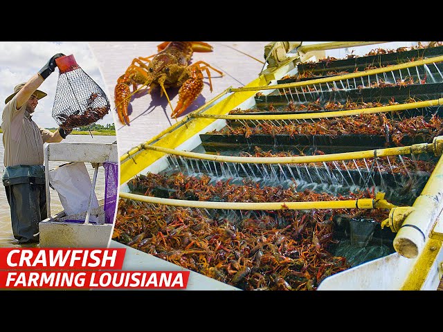 How Louisiana’s Biggest Crawfish Farm Sells Three Million Pounds of Crawfish Every Year — Dan Does