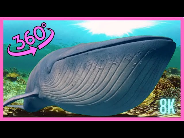 360 vr video whale