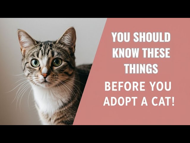 Must Know Facts Before Bringing A Cat Home in 2025!