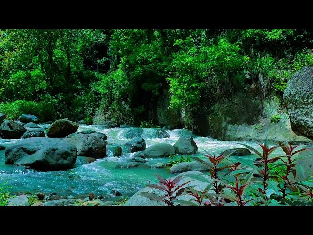 Dawn in Forest, Sound of Babbling Brook and Sound of Birds Greeting New Day, Relaxing Water Sounds