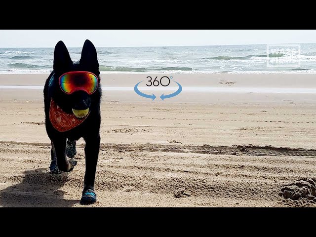 Ride on Dog Along Ocean in 360 Video Looking for Sea Turtles in 2021 - Good Dogs Save Turtles!