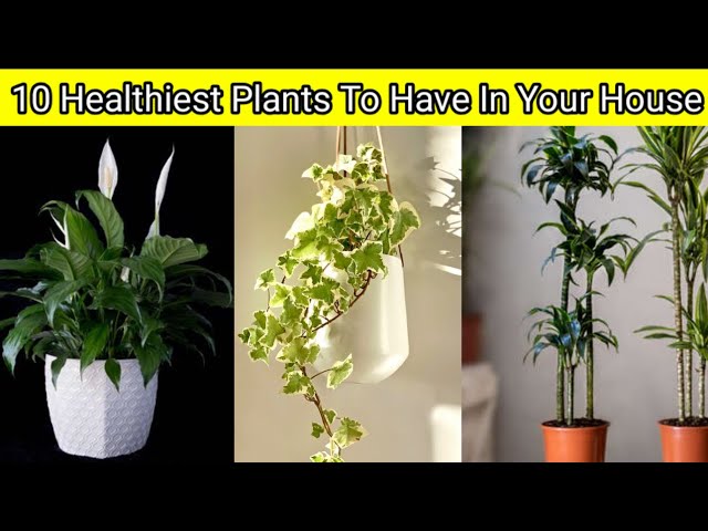 10 Healthiest Plants to have in your  house (House plants)