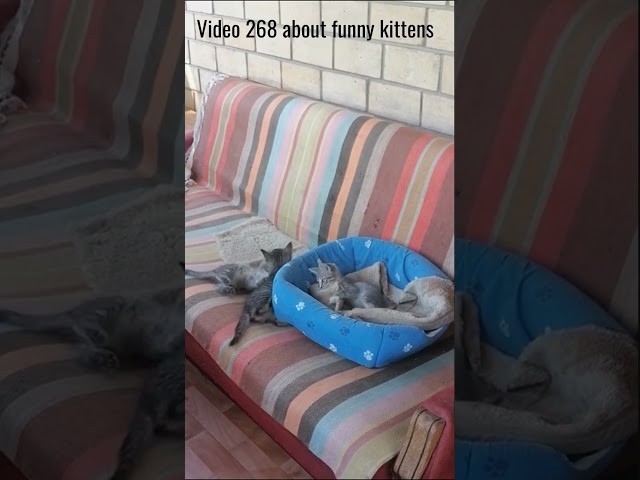 Video 268 about funny kittens #video #about #funny #kittens