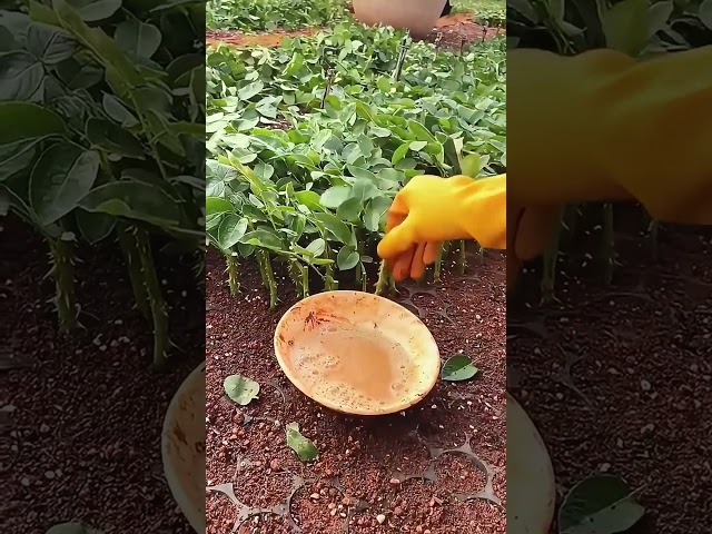 Seedling cultivation