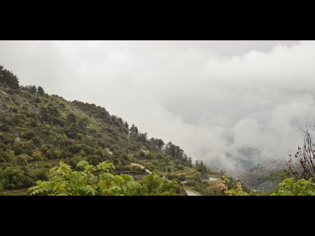 Rain in Woods + Tibetan Singing Bowls + Relax or Sleep with White Noise Music + Chirping Birds