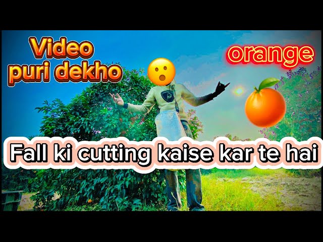 Hum aaye Hai aaj kam par orange 🍊 Kaise? ￼ or kahan Pe Hote Hain. Puri video Zaroor Dekhe. 🫵🏻