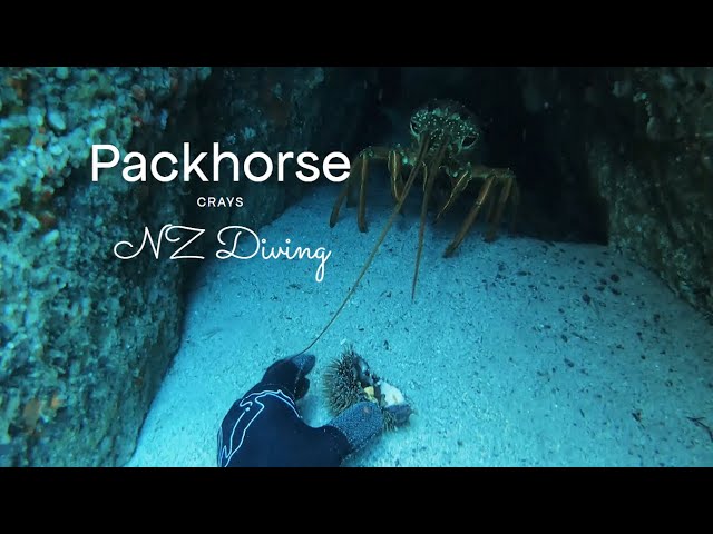 Free Diving for Packhorse Crays (The biggest Lobsters in the world)