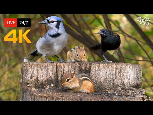 🔴 24/7 LIVE: Cat TV for Cats to Watch 😺 So Cute Birds Chipmunks Squirrels in 4K