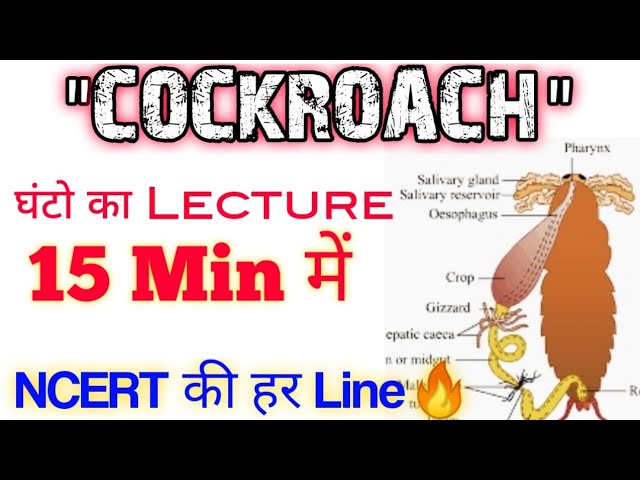 "COCKROACH" का अंत सिर्फ 15 Min में💪💪| Ncert की हर Line होगी Cover 🔥🔥| Neet 2021 & Neet 2022