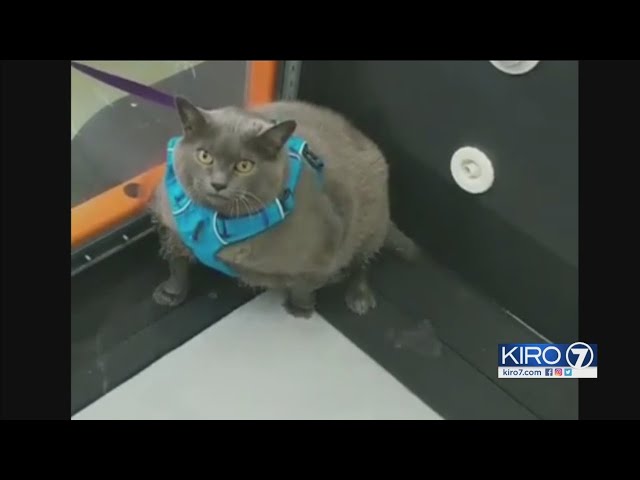 VIDEO: Fat cat behind viral video is Washington native