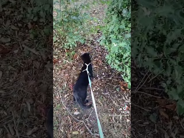 Lovely walk in the park with my cat Flash