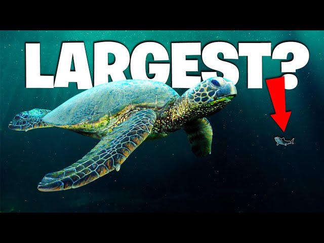 The Biggest Sea Turtle to Ever Exist on This Planet! | Documentary