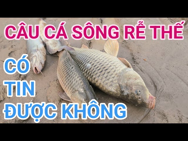 CÂU SÔNG LƯỠI ĐÔI MỘT MỒI BỘT,MỘT MỒI GIUN VÀ CÁI KẾT#cauca#fishing