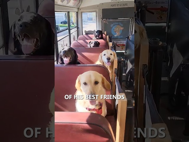 Doggy Daycare Bus 😍