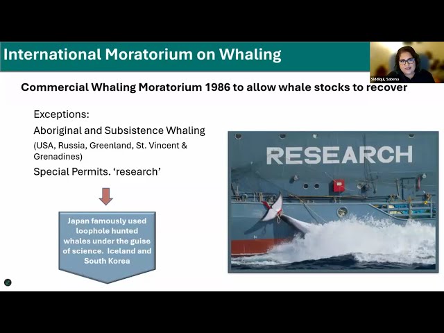 Feb 2025 ACS-SD Sabina Siddiqui, Univ of Oregon, discussing recent Intern. Whaling Commission mtgs