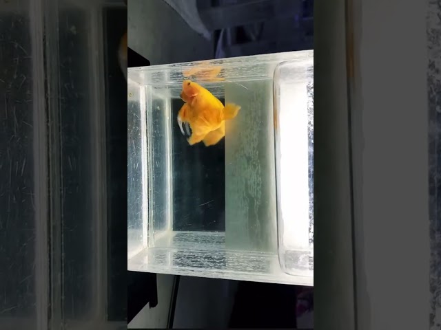 💛Yellow solid plakat |🧚‍♀️ available #aquarium #shorts #shortvideo #trending #reels #song #fishing