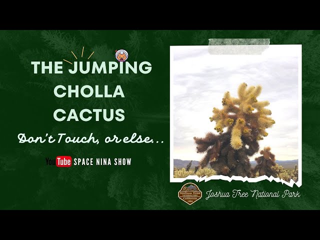 Adventure In Joshua Tree National Park: The Truth About Jumping Cholla Cactus | Space Nina Show