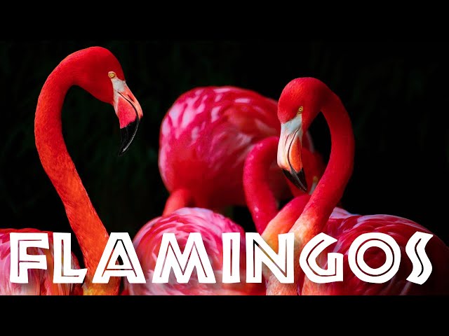 All About Flamingos for Kids: Animal Videos for Children - FreeSchool