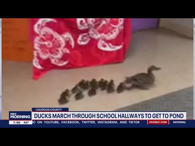 Mother duck marches ducklings through halls of Virginia elementary school | FOX 5 DC