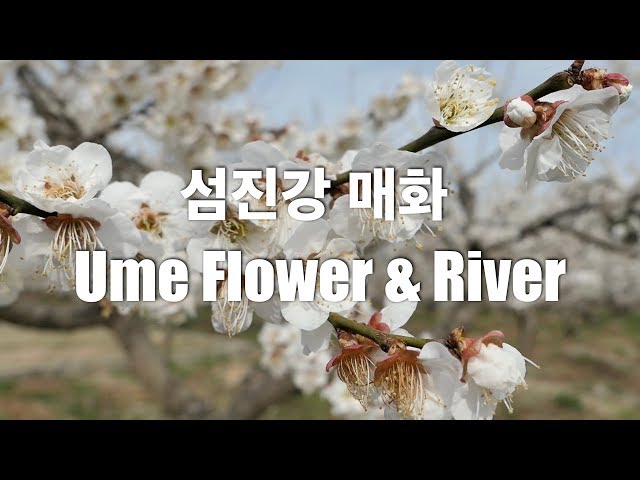 Drone Footage, Ume flowers & river, South Korea, relaxing music