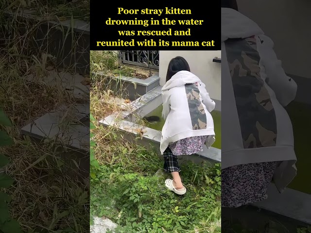 Poor stray kitten drowning in the water was rescued and reunited with its mama cat